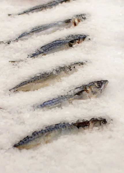 Pescado congelado en el mostrador. Caballa de pescado o arenque en una tienda o restaurante. —  Fotos de Stock