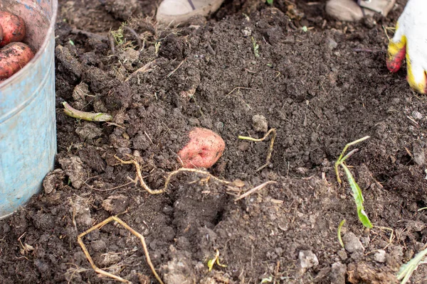 Bahçede patates topluyorum. Hasat zamanı, patates ekmek. Aile çiftçileri. Mevsimlik iş