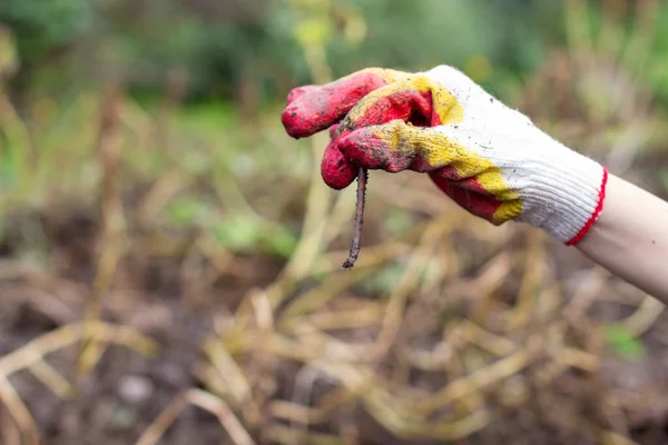 Cavar Batatas Jardim Vermes Mão Hora Colheita Plantar Batatas Agricultores — Fotografia de Stock