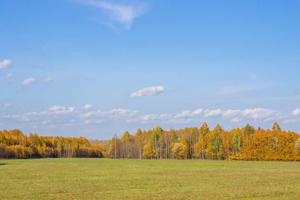 秋の黄色の森とフィールド 森の上に雲と青空 秋の自然の美しさ — ストック写真