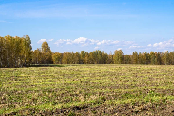Herbstgelber Wald Und Feld Blauer Himmel Mit Wolken Über Dem — Stockfoto