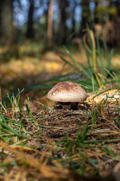 Prachtige Paddenstoel Het Bos Eetbare Niet Eetbare Paddenstoel Het Herfstbos — Stockfoto