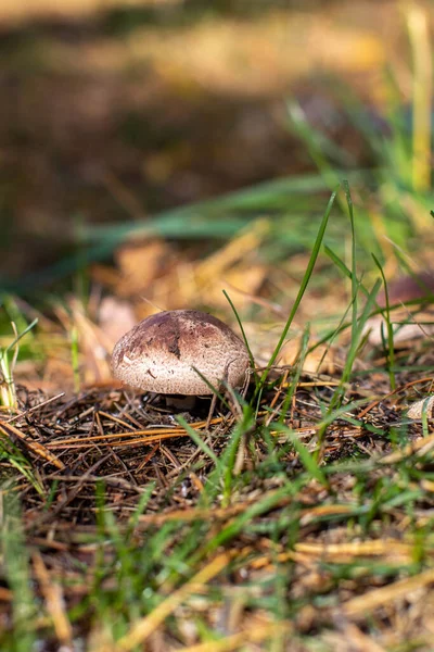 Hermoso Hongo Bosque Seta Comestible Comestible Bosque Otoño Recogida Hongos — Foto de Stock