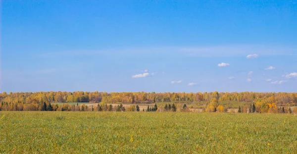 秋の黄色の森とフィールド 森の上に雲と青空 秋の自然の美しさ — ストック写真