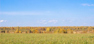 Sonbahar sarı ormanı ve tarlası. Ormanın üzerinde bulutlar olan mavi gökyüzü. Sonbaharda doğanın güzelliği.