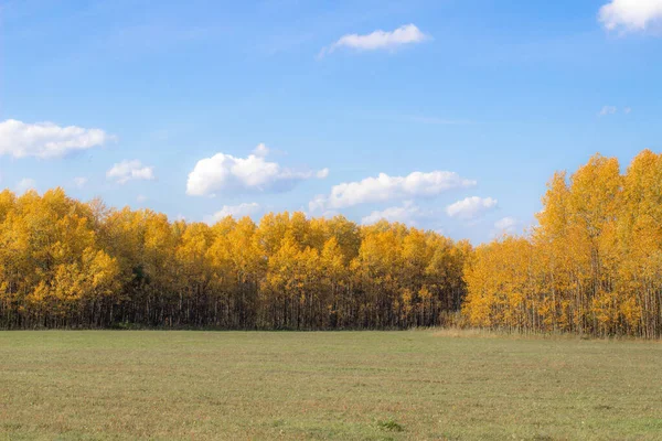 Jesienny Żółty Las Pole Błękitne Niebo Chmurami Nad Lasem Piękno — Zdjęcie stockowe