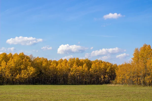 Forêt Jaune Automne Champ Ciel Bleu Avec Nuages Dessus Forêt — Photo