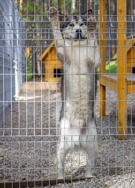 Güzel Nazik Çoban Alaska Malamute Muhafaza Sırasında Arka Ayaklarının Üzerinde — Stok fotoğraf