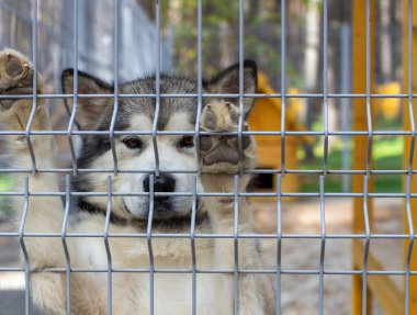 İyi çoban Alaska Malamute duvarda arka ayaklarının üzerinde durdu ve akıllı gözlere baktı. Üzgün suratlı yakın plan. Kapalı bir kuşhane..