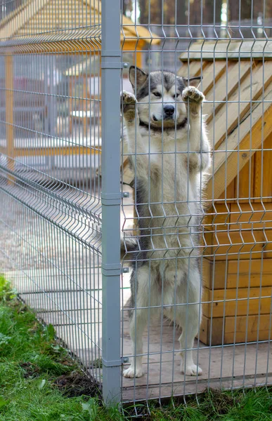 Güzel Nazik Çoban Alaska Malamute Muhafaza Sırasında Arka Ayaklarının Üzerinde — Stok fotoğraf