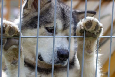 İyi çoban Alaska Malamute duvarda arka ayaklarının üzerinde durdu ve akıllı gözlere baktı. Üzgün suratlı yakın plan. Kapalı bir kuşhane..