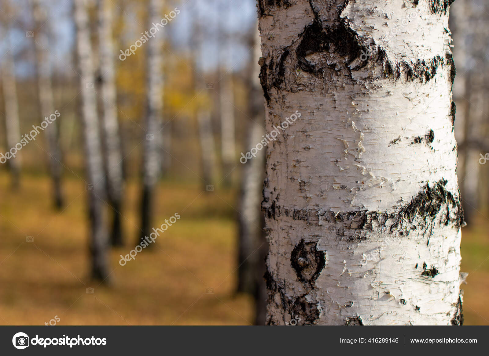 Bark Fra Bjørketre Nærheten Bakgrunn Fra Naturlig Materiale Hvit Skorpe –  stockfoto © anatolik1986 #416289146, image size:1600x1167
