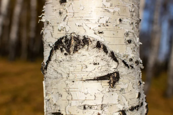 白樺の木の背景に近いの樹皮 天然素材からの背景 黒い縞の白い地殻 秋の森 — ストック写真