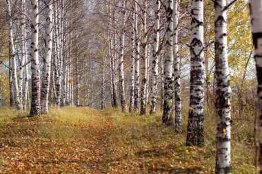 Altın gün ışığında Birch korusu. Açık bir günde. Ağaçların arasındaki patika. Beyaz kabuklu ve sarı yapraklı sandıklar. Sonbaharın başlarında doğal orman manzarası. 