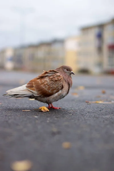 城市环境中美丽的鸽子褐色和白色的沥青着色 — 图库照片