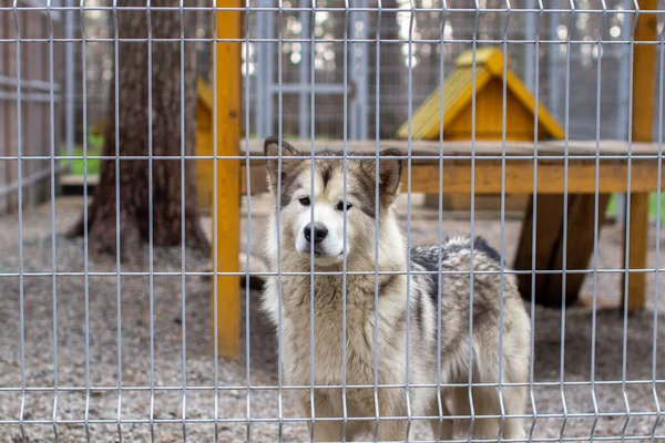 Güzel Nazik Alaska Malamute Çobanı Parmaklıkların Arkasındaki Bir Bölmede Oturuyor — Stok fotoğraf