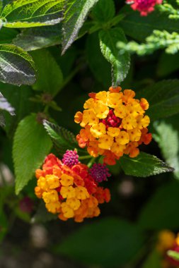 Renkli Çalı Çiçeği Lantana ya da Ağlayan Lantana Bahçede