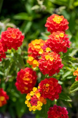 Renkli Çalı Çiçeği Lantana ya da Ağlayan Lantana Bahçede