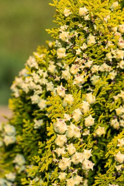 Mahonia aquifolium. Bir mahonia japonica çalısının parlak sarı çiçekleri.