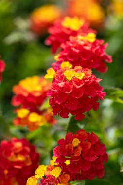 Renkli Çalı Çiçeği Lantana ya da Ağlayan Lantana Bahçede