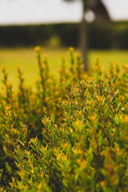 Yazın özel bir bahçede yeşil güzel çiçekler