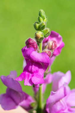 Mor renkli ejderha çiçekleriyle dolu bir bahçe.