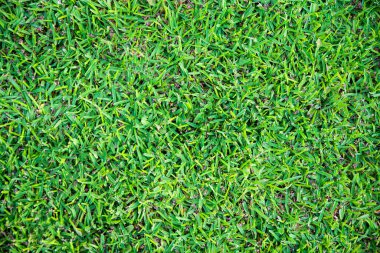 Arkaplan için doğal yeşil çimen dokusu