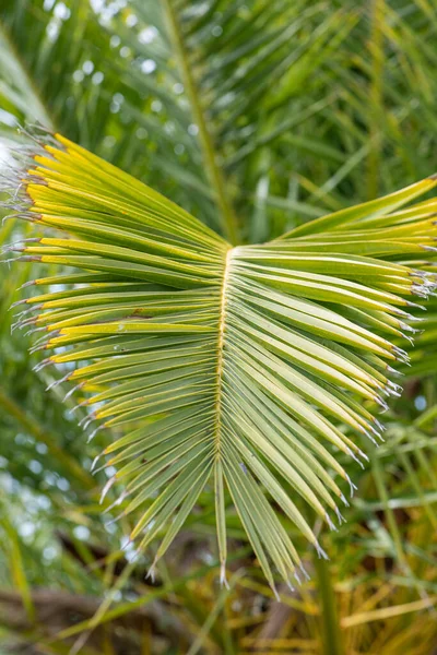 Закрыть Зеленый Лист Пальмы Летом — стоковое фото