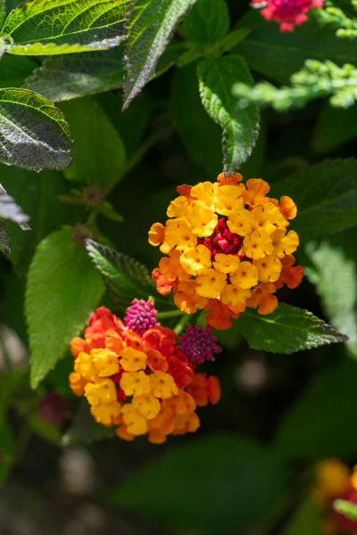 Renkli Çalı Çiçeği Lantana Ağlayan Lantana Bahçede — Stok fotoğraf