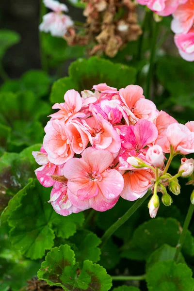 Bellissimi Fiori Geranio Rosa Bianco Giardino — Foto Stock