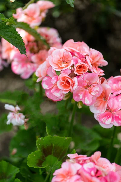 Beautiful Pink White Geranium Flowers Garden — Stock Photo, Image