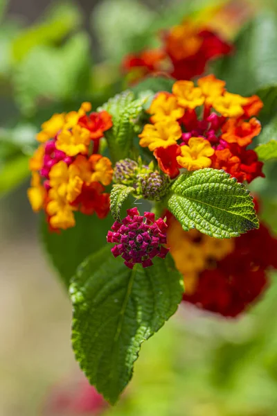 Πολύχρωμο Hedge Λουλούδι Lantana Κλάμα Lantana Έναν Κήπο — Φωτογραφία Αρχείου