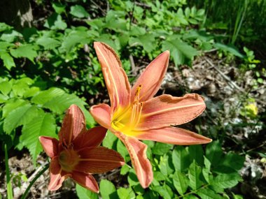 İki kaplan lilyum güneşe ulaşır