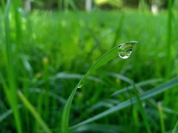 Зеленая Травинка Капля Воды — стоковое фото