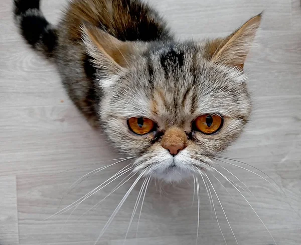 Gato Com Grandes Olhos Vermelhos — Fotografia de Stock