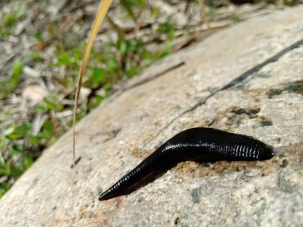 Black Leech Crawling Stone — Stock Photo, Image