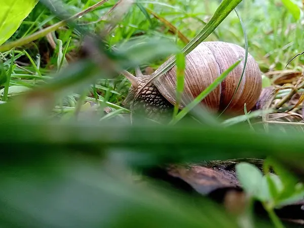 美丽的蜗牛在草地上爬行 秘密监视 — 图库照片