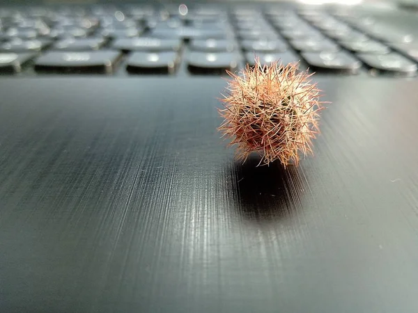 Kleine Ronde Cactus Een Laptop — Stockfoto