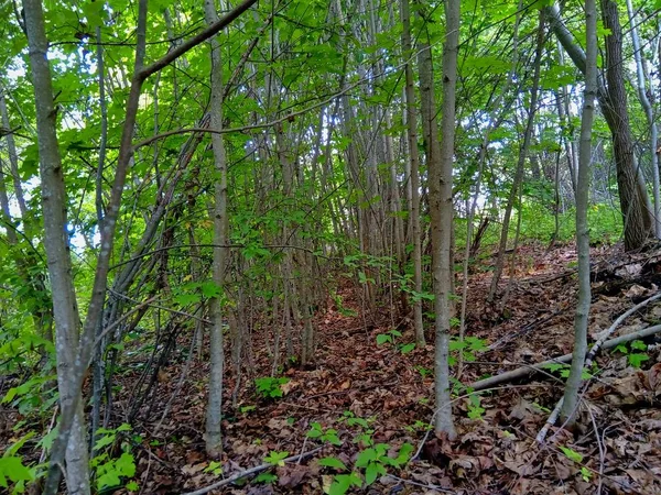 Fila Giovani Alberi Verdi — Foto Stock