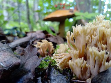 Ormandaki bir mantar