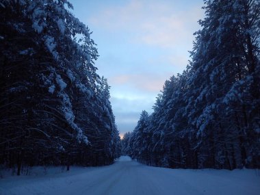 Rus kırsalındaki kış ormanındaki yol.