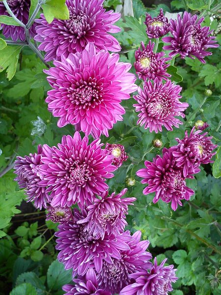 Садовые хризантемы, хризантема осенью