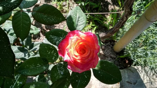 Bush Rose Hybrid Tea Close — Stock Photo, Image