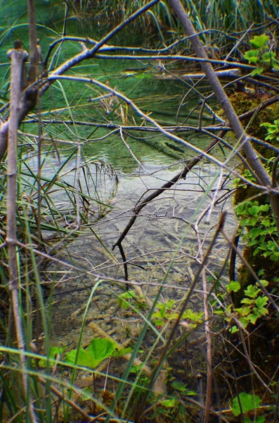 Parc National Des Lacs Plitvice Réserve Forestière 295 Km2 Située — Photo