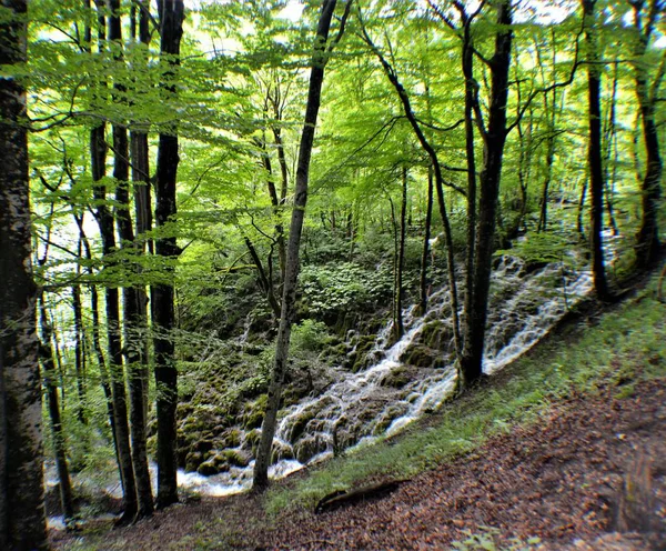 Nationalpark Plitvice Seen Das Waldgebiet Von 295 Km2 Befindet Sich — Stockfoto