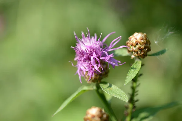 Thistle Flower Summer Meadow Close — Stock Photo, Image