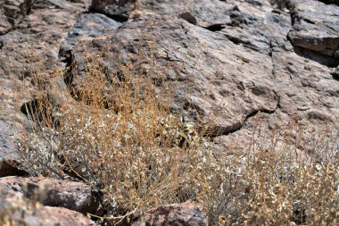 Kayalar bir doku ve arka plan olarak bir arka plan üzerinde kuru ot