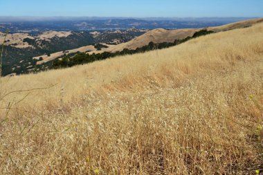 Kuru ot yakın çekim Mount Diablo State Park, Kuzey Kaliforniya, ABD
