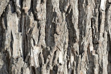 Ağaç kabuğu tarafından güneş doku arka plan aydınlatılmış yakın çekim