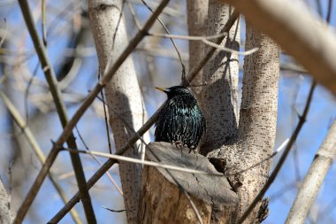 Bahar gününde bir ağaca oturan ortak sığırcık (Sturnus vulgaris)